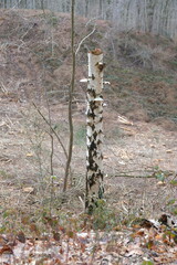 Fototapeta na wymiar FU 2023-03-11 Sandstein 199 Am Baum wachsen Pilz