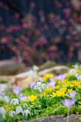 Wiosenne kwiaty jak przebiśnieg, krokusy, rannik i wawrzynek wilczełyko w tle. Kolorowy wiosenny...