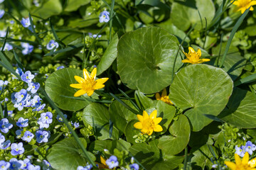 Spring forest primroses yellow and blue. Close-up. Caltha and Veronica chamaedrys. Beauty in nature
