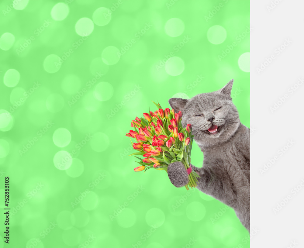 Poster laughing cat with a bouquet of tulips behind a white and blank banner on blurred green background