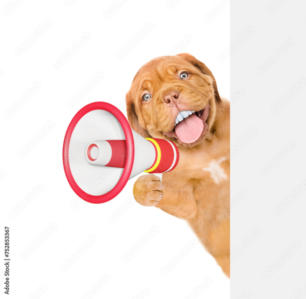 Poster Happy mastiff puppy with big funny teeth looking from behind empty whie banner and barking into a megaphone. Empty space for text