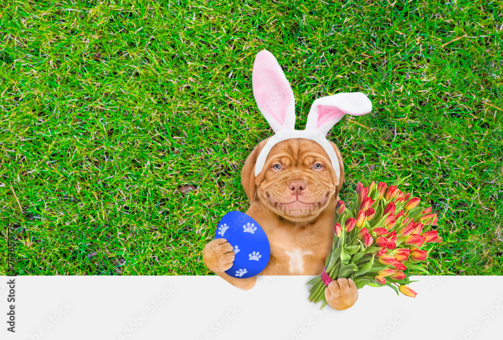 Poster happy mastiff puppy wearing easter rabbits ears holds painted easter egg and bouquet of tulips. dog 