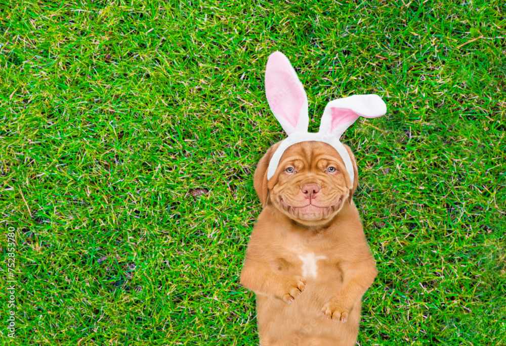 Poster Smiling Mastiff puppy wearing easter rabbits ears lying on its back on summer green grass. Top down view. Empty space for text