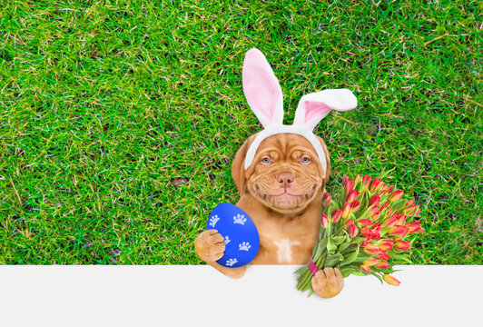 Happy Mastiff puppy wearing easter rabbits ears holds painted Easter egg and bouquet of tulips. Dog lying on its back on summer green grass. Top down view. Empty space for text