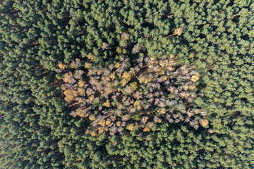 Sand desert Located on the border of the Silesian Upland, Bledow, Klucze and village of Chechlo, large forest area aerial drone view. Bledowska Desert sand the largest area of quicksand in Poland. - obrazy, fototapety, plakaty