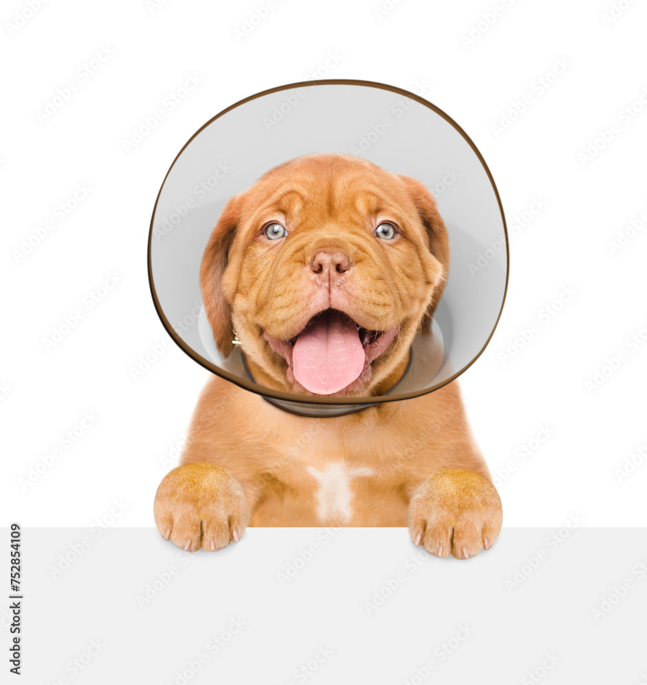 Poster happy mastiff puppy with protective plastic cone collar looking above empty white banner. isolated o