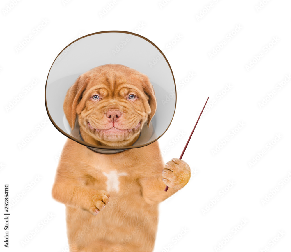 Poster Smiling Mastiff puppy wearing protective cone collar points away on empty space. Isolated on white background