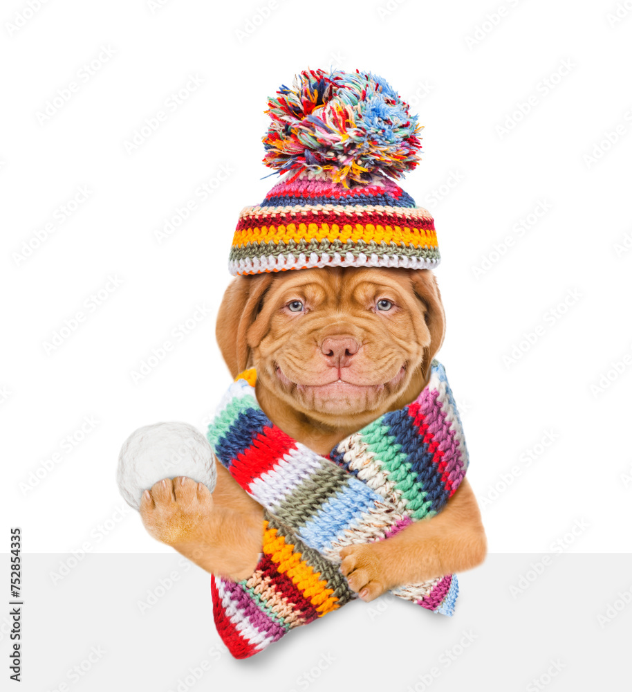 Aufkleber smiling mastiff puppy wearing warm winter knitted woolen hat with pompon and scarf holds snowball an