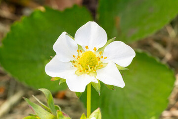 Flowering strawberry bush in the garden.