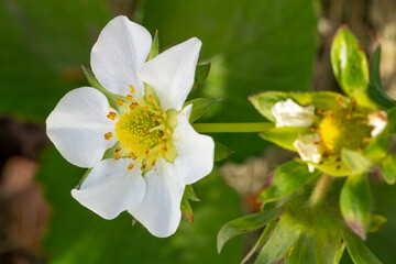 Flowering strawberry bush in the garden.