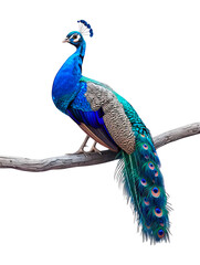 A Peafowl in a minimalist-aesthetic sitting on a branch
