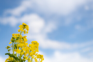 菜の花と青空