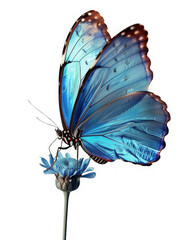 The Blue Morpho butterfly in minimalist style, perched on a flower