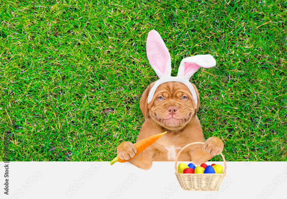 Poster smiling mastiff puppy wearing easter rabbits ears holds basket of painted easter eggs and looks abov