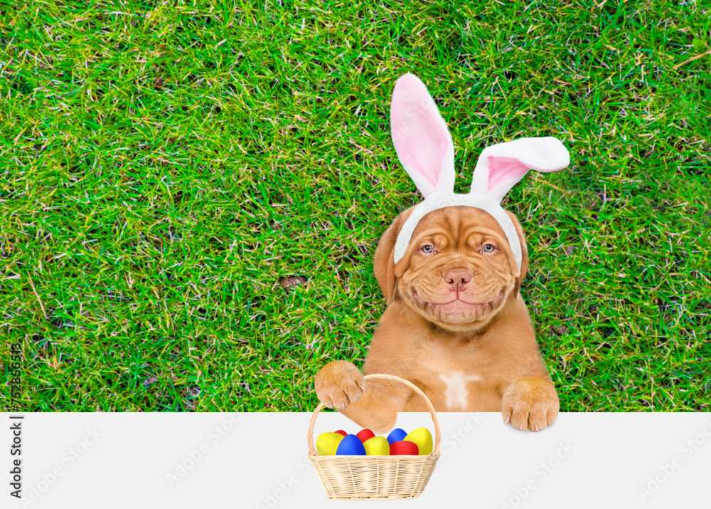Poster smiling mastiff puppy wearing easter rabbits ears holds basket of painted easter eggs and looks abov