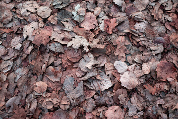 Sfondo di foglie secche, autunno/inverno