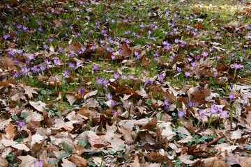 Purple crocuses in the spring in the undergrowth among dry leaves.