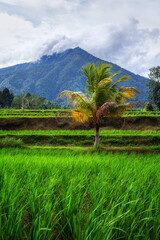 Jatiluwih Rice Terraces, Bali, Indonesia