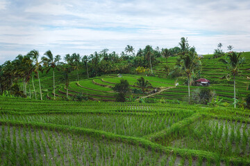 Jatiluwih Rice Terraces, Bali, Indonesia