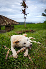Jatiluwih Rice Terraces, Bali, Indonesia