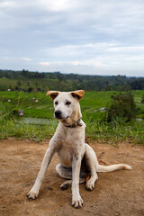 Jatiluwih Rice Terraces, Bali, Indonesia