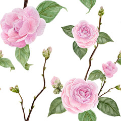 Watercolor pattern with camellia flowers, buds, illustration, hand draw, on white background 