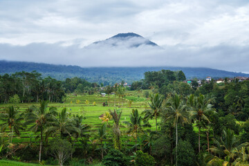 Jatiluwih Rice Terraces, Bali, Indonesia
