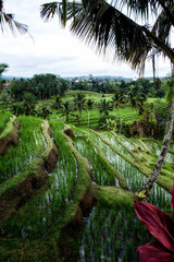 Jatiluwih Rice Terraces, Bali, Indonesia
