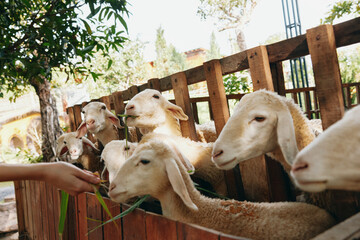 A woman feeding a flock of sheep from a wooden fence in a farm setting