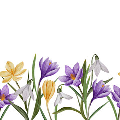 crocus and snowdrop flower seamless horizontal border, watercolor art, isolated spring clipart. Hand drawn botanical illustration. Elements for cards, logos, prints, wedding design.