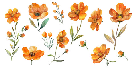 Orange flowers blooming on a white background