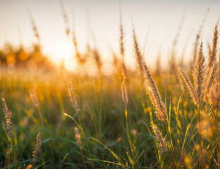 Sundown over Wheat Field in Nature's Embrace