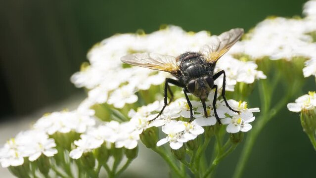 Tachina fera fly on white flowers