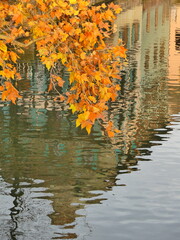 Feuilles d'automne au-dessus de l'eau