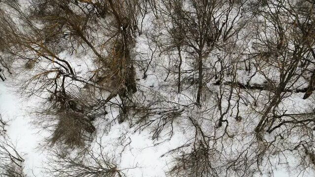 Top down view of leafless winter deciduous forest during snowfall. Aerial view