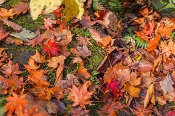 日本　青森県十和田市、十和田湖の子ノ口から焼山まで続く奥入瀬渓流の紅葉の落ち葉