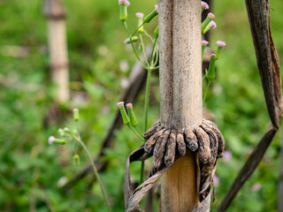 the stem of a sugar cane that produces root tissue