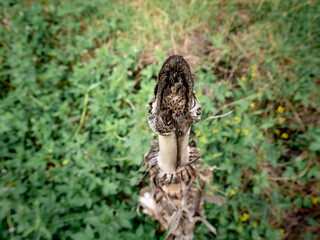 teu stems that were cut and looked rotten and dead among the green wild plants