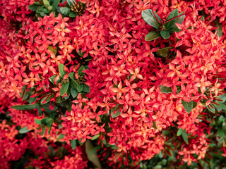 beautiful and lush red flowers of Ixora coccinea in the garden behind the house