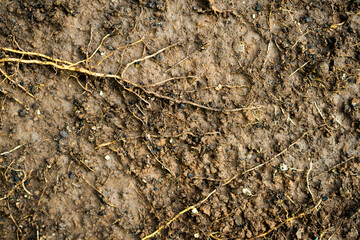 soil texture with creeper roots