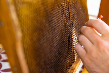 Apiarist removes the bee eggs from honeycomb for grafting process.