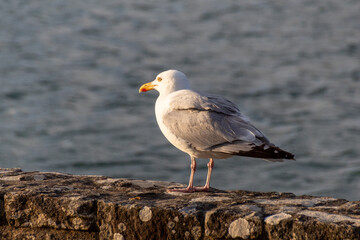 seagull on the rocks