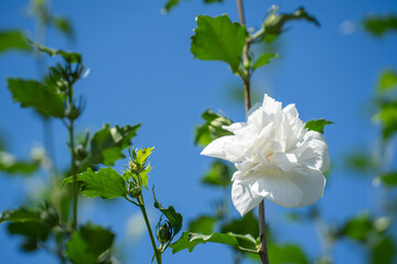 真夏の空に向かって咲く、白いムクゲの花