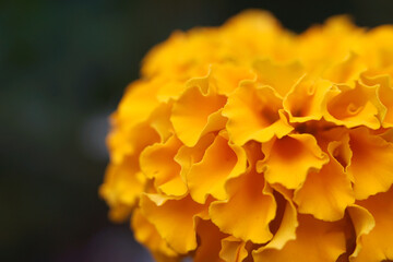 yellow flower closeup