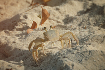 Golden Ghost Crab on beach on sand. Selective focus. Closeup shot with a blurred background