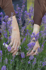 girl pruning lavender bush in the garden - 752876102