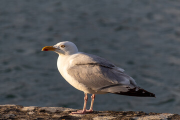 seagull on the rocks