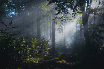 mysterious forest in fog with sunbeams