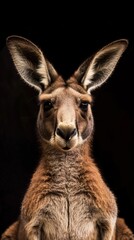 a kangaroo close-up portrait looking direct in camera with low-light, black backdrop - obrazy, fototapety, plakaty