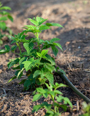 Young raspberry shoots grow in the soil under drip irrigation.